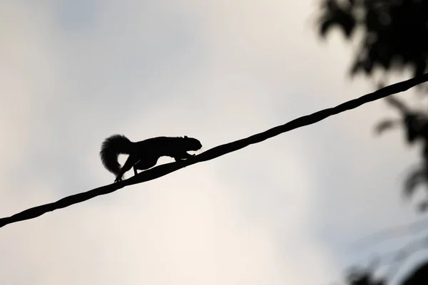 Esquilo em uma pressa sobre uma corda — Fotografia de Stock