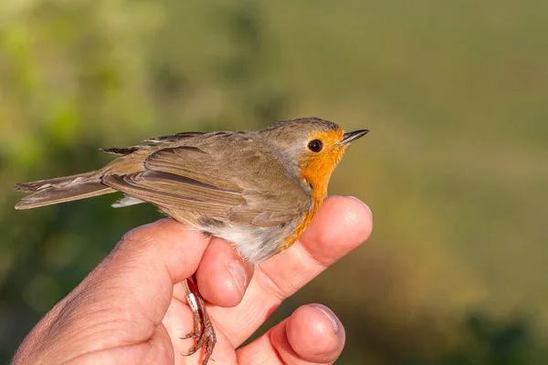 Robin, Erithacus rubecula, kuş kuş bantlama için bir kadının elinde