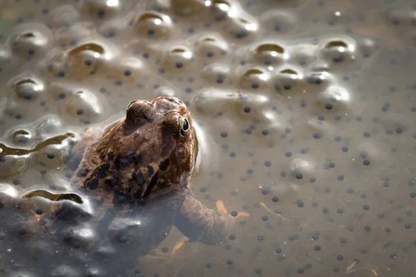 European common brown frog, Rana temporaria, male watching over the eggs, Baneheia Kristiansand Norway — Stock Photo, Image
