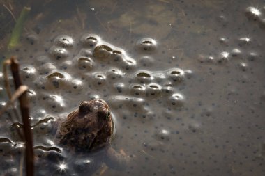 European common brown frog, Rana temporaria, male watching over the eggs, Baneheia Kristiansand Norway clipart