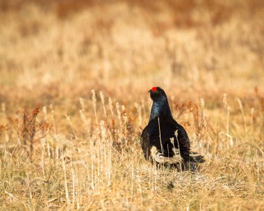 Kara Orman Tavuğu - Tetrao tetrix - lek Norveç'te