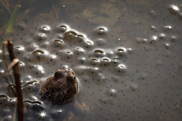 European common brown frog, Rana temporaria, male watching over the eggs, Baneheia Kristiansand Norway