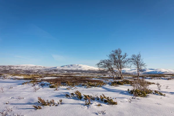 Ağaçlar huş ağacı ve önünde dağlar Norveç'te Dovre dağlarda kar — Stok fotoğraf