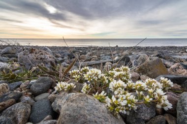 Ortak Scurvygrass, Cochlearia officinalis, çakıl sahilde Jomfruland Adası Jomfruland Milli Parkı'nda, Kragero, Norveç