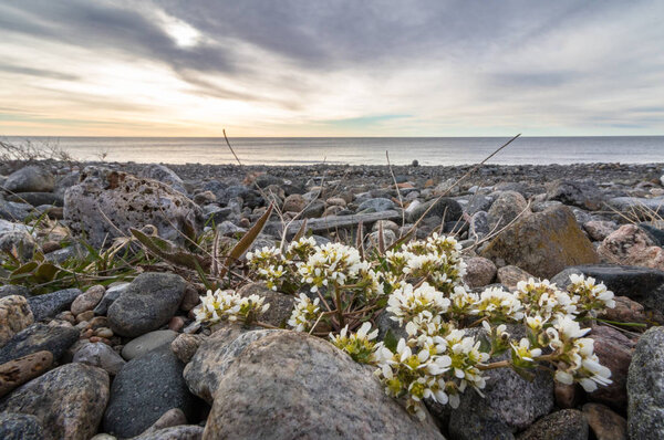 Common Scurvygrass, Cochlearia officinalis, on the pebble shore in the island of Jomfruland in Jomfruland National Park, Kragero, Norway