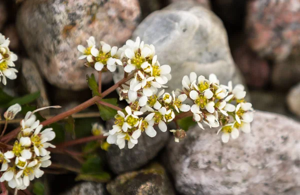 Common Scurvygrass, Cochlearia officinalis, on the pebble shore in the island of Jomfruland in Jomfruland National Park, Kragero, Norway — Stock Photo, Image