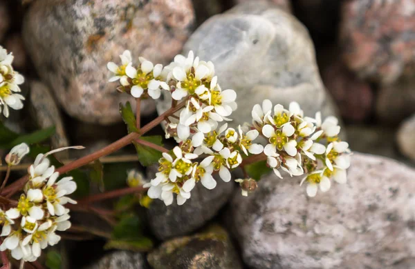 Ortak Scurvygrass, Cochlearia officinalis, çakıl sahilde Jomfruland Adası Jomfruland Milli Parkı'nda, Kragero, Norveç
