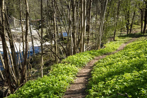 Sentiero attraverso la foresta vicino al fiume Tovdalselva, a Kristiansand, Norvegia — Foto Stock