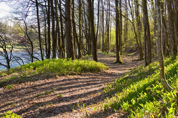 Sentiero attraverso il verde fondo della foresta vicino al fiume Tovdalselva, a Kristiansand, Norvegia — Foto Stock