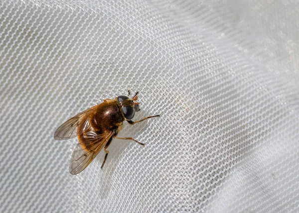 Hoverfly, Cheilosia crisocoma, fêmea apanhada numa rede para a ciência — Fotografia de Stock