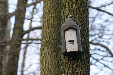 Batbox somut bir ağaçta asılı ağaçtan
