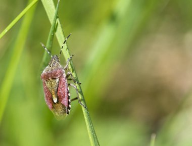 Dolycoris baccarum. Bir yaban eriği böcek ya da bir yeşil çimen saman üzerinde kıllı shieldbug