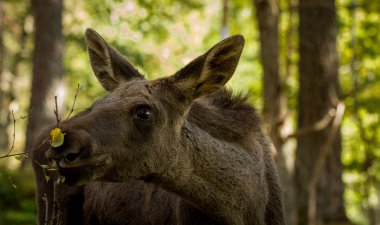 Avrupa elk Alces alces buzağı yemek brances, dikey görüntü bırakır