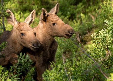 Avrupa elk Alces alces iki kişilik buzağı bilberry çalıların arasında