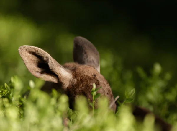 Alces alce europeu alces duas orelhas de um bezerro apontando para cima dos arbustos de baga de mirtilo — Fotografia de Stock