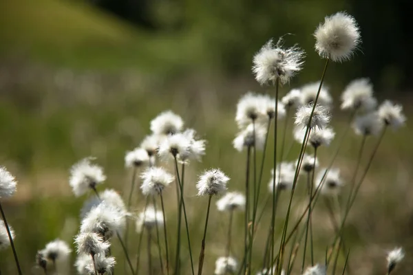 Cotton grass Eriophorum vaginatum — Stock Photo, Image