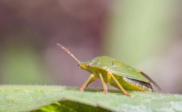 Maduro Eurasian Green shield bug Palomena prasina em uma folha verde, vista lateral — Fotografia de Stock