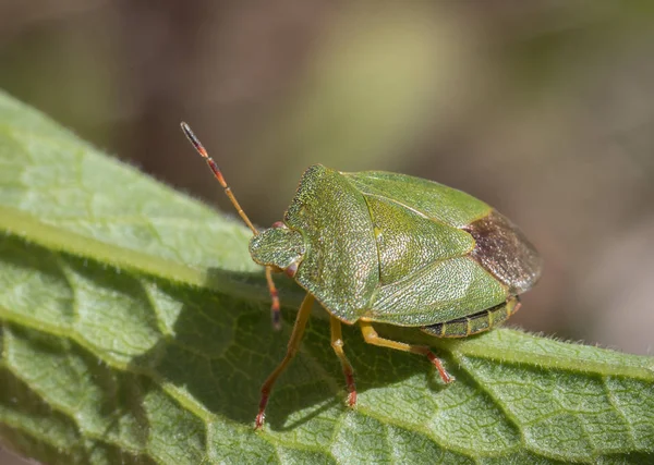 Mature Eurasian Green shield bug Palomena prasina on a green leaf, high angle view