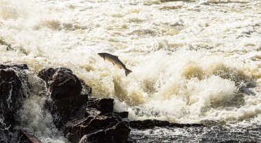 Atlantik somon, Salmo salar, Kristiansand, Norveç için çalkantılı şelaleler içinde sıçramak