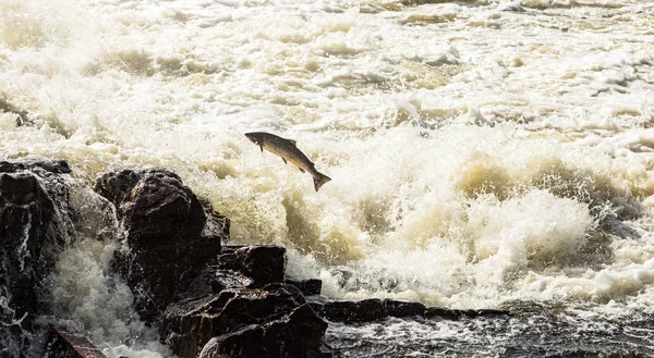 Atlantik somon, Salmo salar, Kristiansand, Norveç için çalkantılı şelaleler içinde sıçramak