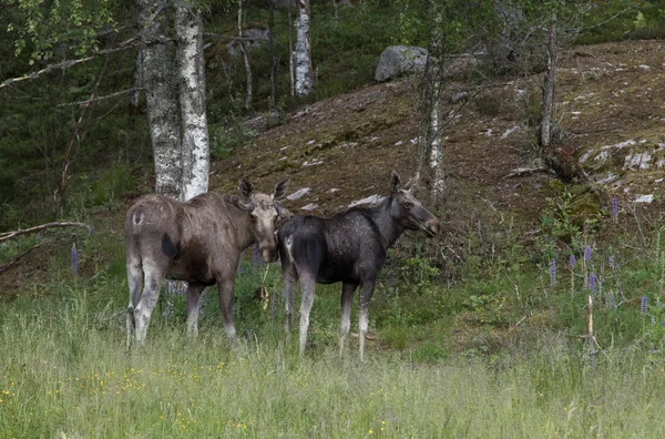 母牛和公牛的欧洲的麋鹿，驼鹿，站在一片森林 — 图库照片