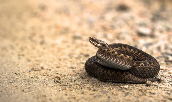 Hnědá samice zmije obecná, Vipera berus, ležící na pískové cestě — Stock fotografie