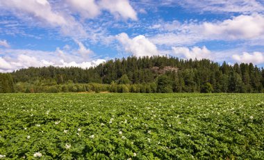 Patates bitkiler ile orman arka planda kırsal üzerinde beyaz çiçekler