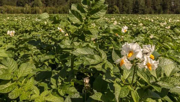 Patates bitkiler ile orman arka planda kırsal üzerinde beyaz çiçekler