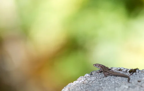 Lagarto vivo, Zootoca vivipara, descansando sobre una roca — Foto de Stock