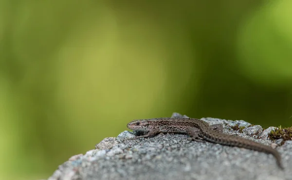 Lagarto vivo, Zootoca vivipara, descansando sobre una roca — Foto de Stock