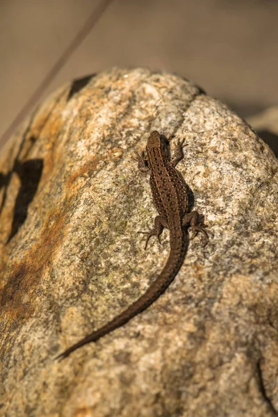 Lagarto vivo, Zootoca vivipara, descansando sobre una roca — Foto de Stock