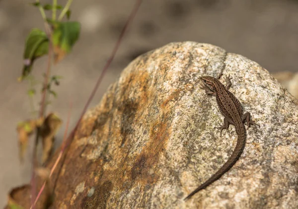 Lagarto vivo, Zootoca vivipara, descansando sobre una roca — Foto de Stock