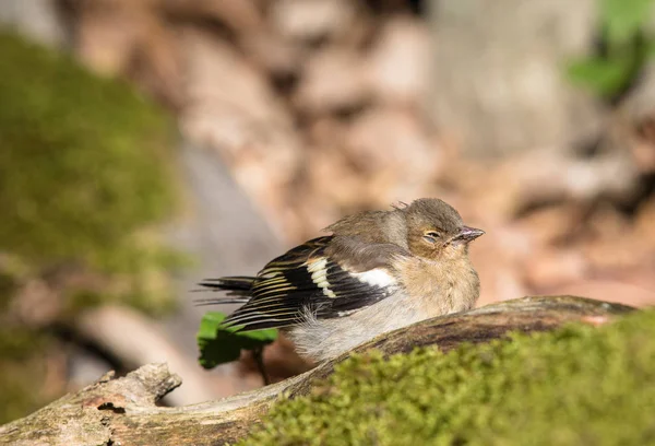 Pássaro Chaffinch comum doente no chão — Fotografia de Stock