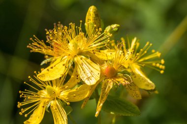 Çiçekleri benekli St Johns wort, Hypericum maculatum