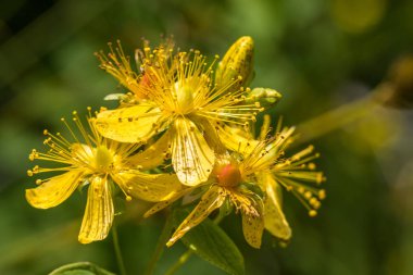 Çiçekleri benekli St Johns wort, Hypericum maculatum