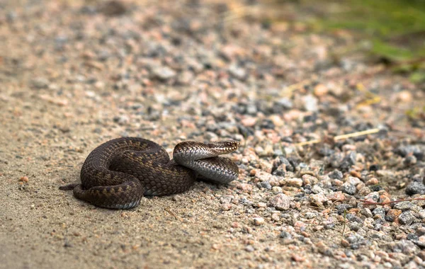 Mulher castanha de Common European Adder, Vipera berus, em estrada de terra — Fotografia de Stock