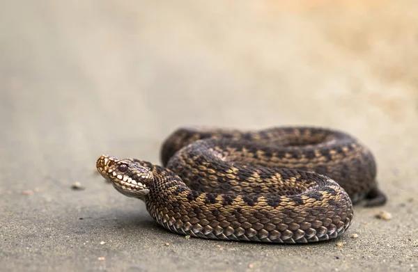 Hnědá samice zmije obecná, Vipera berus, na polní cestě — Stock fotografie