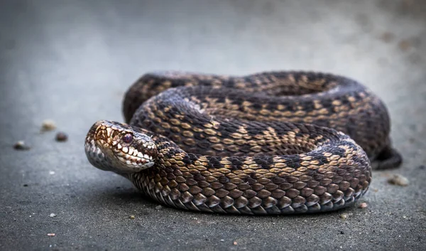 Serpiente, Común Europeo Adder, Vipera berus — Foto de Stock