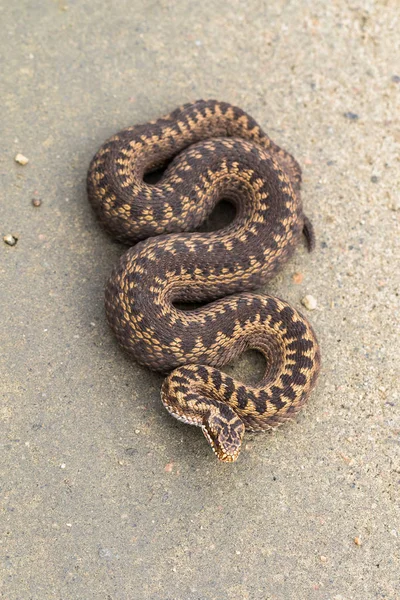 Hnědá samice zmije obecná, Vipera berus, na polní cestě, obrázek shora — Stock fotografie