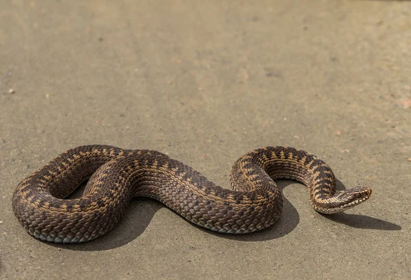 Hnědá samice zmije obecná, Vipera berus, na polní cestě v sunshine — Stock fotografie