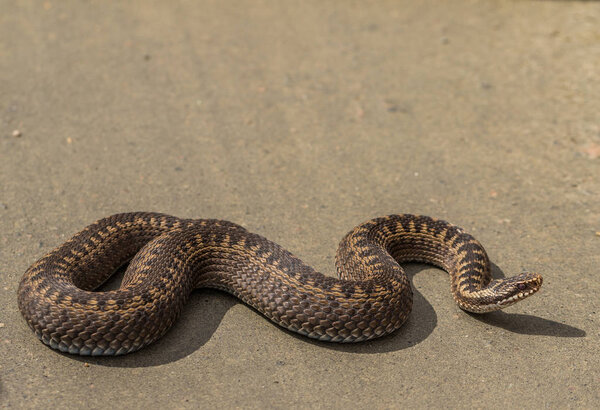 Коричневая самка Common European Adder, Vipera berus, на дороге в лучах солнца
