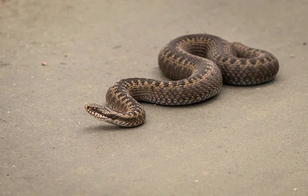 Hnědá samice zmije obecná, Vipera berus, procházení na polní cestě — Stock fotografie
