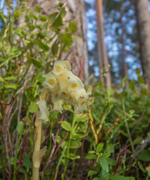 Dutchmans pipe, Monotropa hypopitys ssp hypopitys flowers in a pine forest, vertical image — Stock Photo, Image