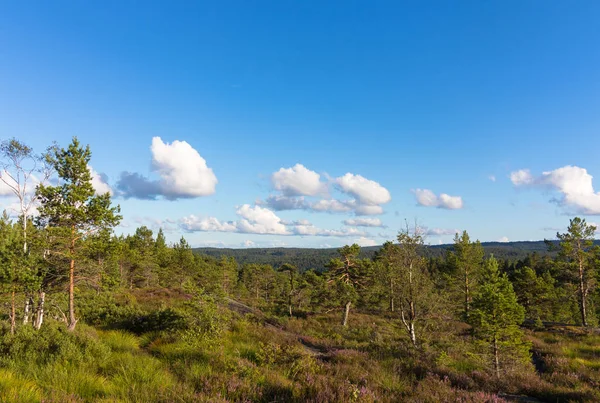 Paesaggio forestale in Norvegia con cielo blu — Foto Stock