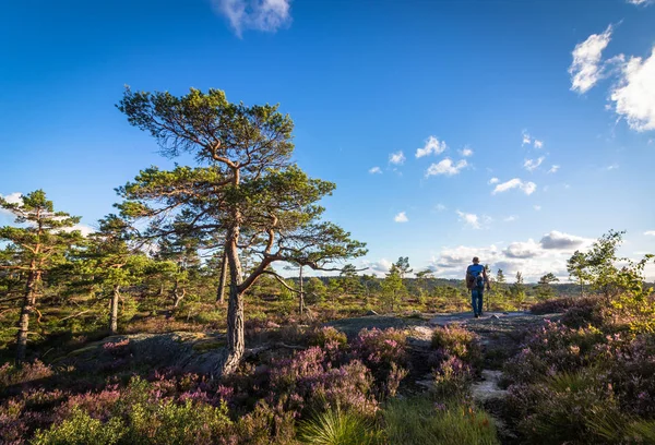 Hombre caminando en el desierto, paisaje forestal en Noruega, cielo azul y nubes —  Fotos de Stock