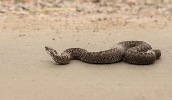 Hnědá samice zmije obecná, Vipera berus, procházení na polní cestě — Stock fotografie