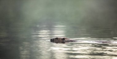Avrupa su, ışık Beaver, Castor lif,