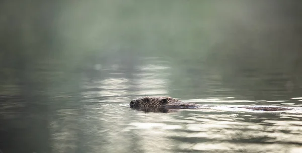 Ευρωπαϊκό Κάστορας, Castor fiber, κολυμπώντας στο νερό, φως — Φωτογραφία Αρχείου