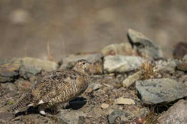 Svalbard Rock ptarmigan, Lagopus muta hyperborea, ile yaz tüyleri, Svalbard kadın
