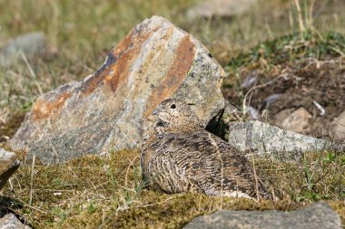 Svalbard Rock ptarmigan, kadın yaz tüyleri, yaz aylarında, Svalbard yatan ile